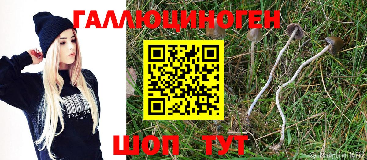 Галлюциногенные грибы Magic Shrooms  Вход с VPN  Зеленогорск  Псилоцибиновые грибы Psilocybe 